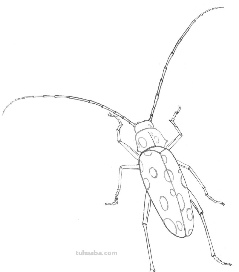 天牛工笔画线稿很难画？分步骤图解教你画，简单易学，快来临摹吧