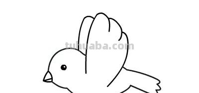 每天学一幅简笔画-小鸟的绘画分解步骤