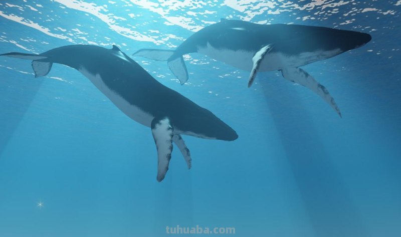 儿童简笔画精选「海洋动物」-鲸鱼（Whale）的绘画步骤