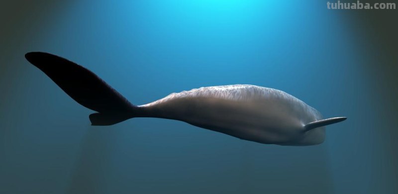 儿童简笔画精选「海洋动物」-鲸鱼（Whale）的绘画步骤