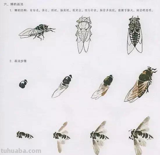 国画花鸟技法：几种虫儿、鸟儿的画法