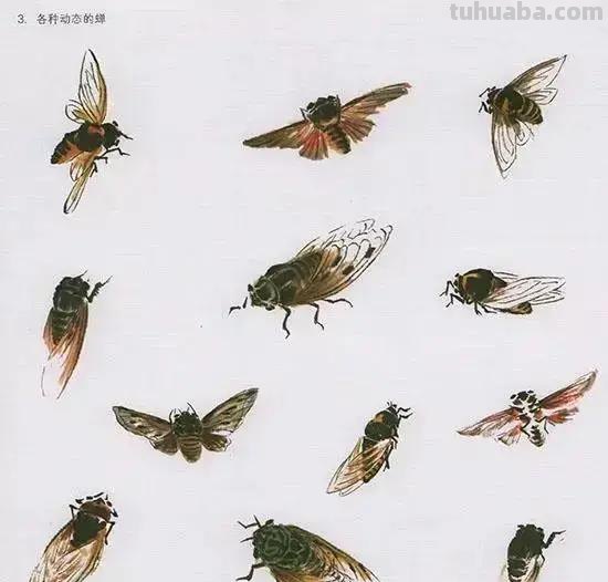 国画花鸟技法：几种虫儿、鸟儿的画法