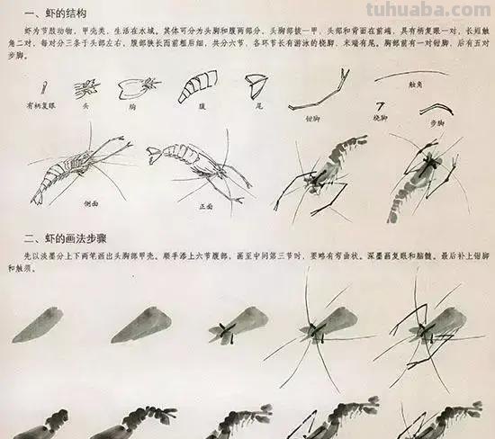 国画花鸟技法：几种虫儿、鸟儿的画法