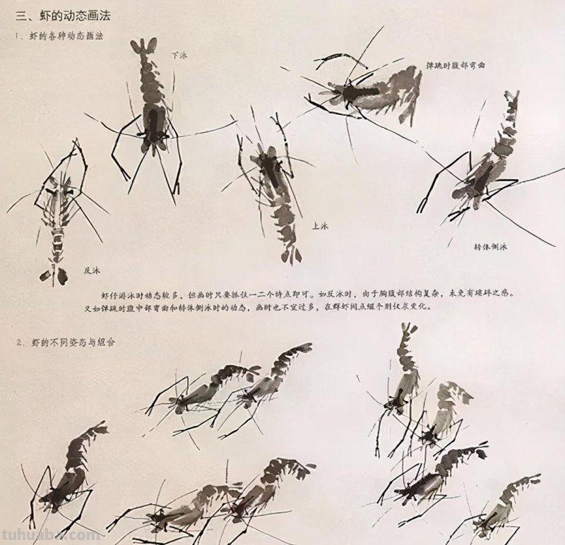 国画花鸟技法：几种虫儿、鸟儿的画法