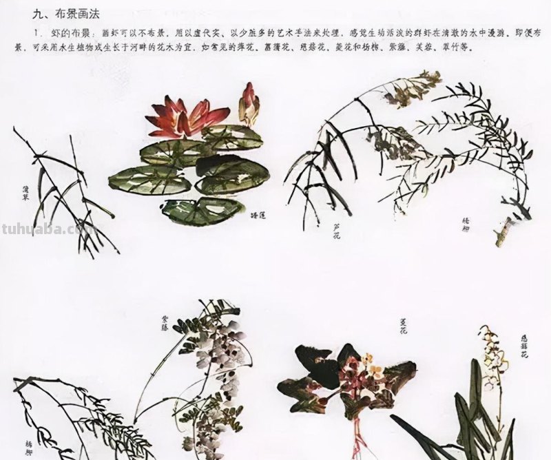 国画花鸟技法：几种虫儿、鸟儿的画法