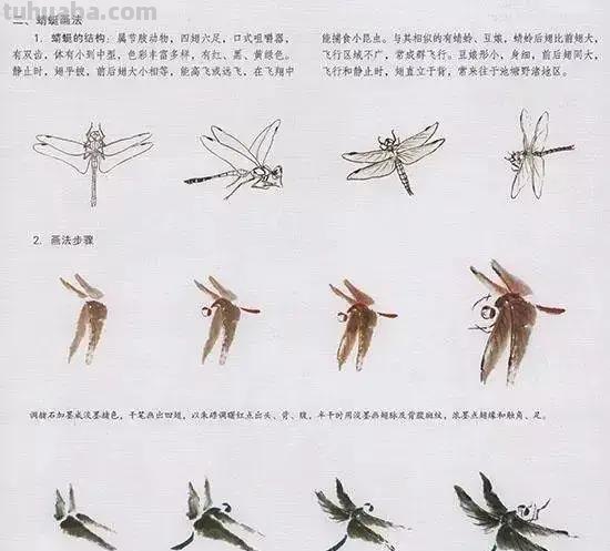 国画花鸟技法：几种虫儿、鸟儿的画法
