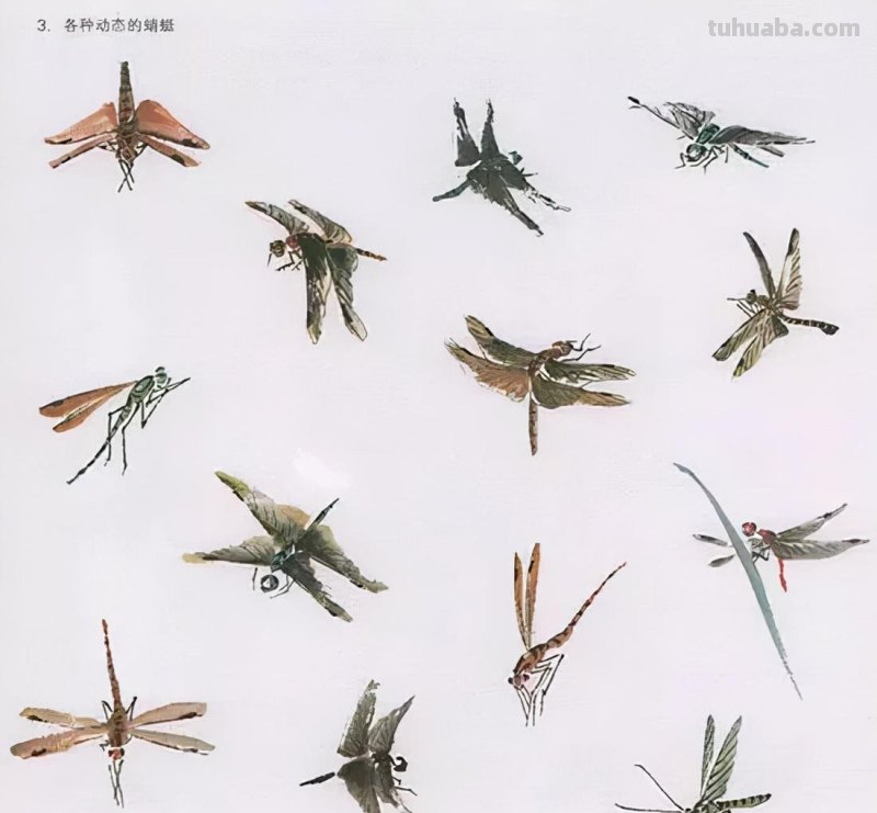 国画花鸟技法：几种虫儿、鸟儿的画法