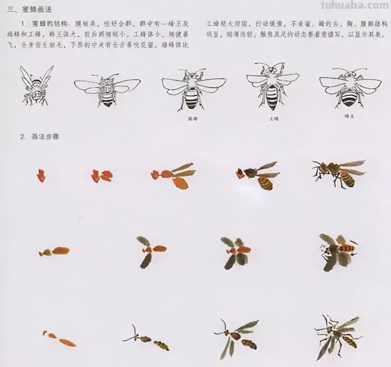 国画花鸟技法：几种虫儿、鸟儿的画法