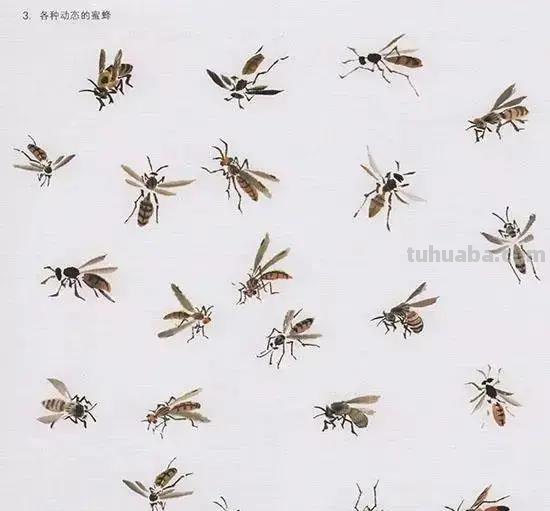 国画花鸟技法：几种虫儿、鸟儿的画法