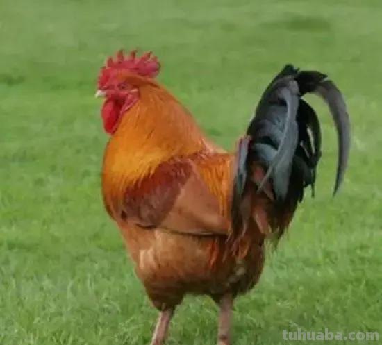 国画花鸟技法：几种虫儿、鸟儿的画法