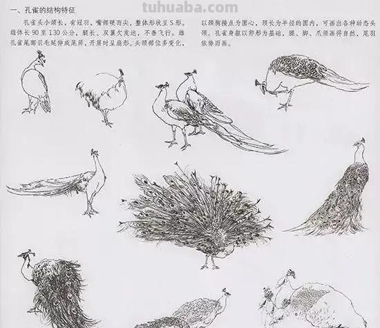 国画花鸟技法：几种虫儿、鸟儿的画法