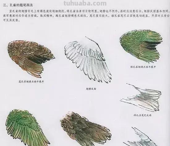 国画花鸟技法：几种虫儿、鸟儿的画法