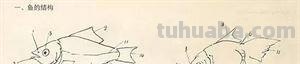 图文教程：国画鱼的写意画法，国画初学者鱼的各种画法步骤详解