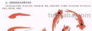 图文教程：国画鱼的写意画法，国画初学者鱼的各种画法步骤详解