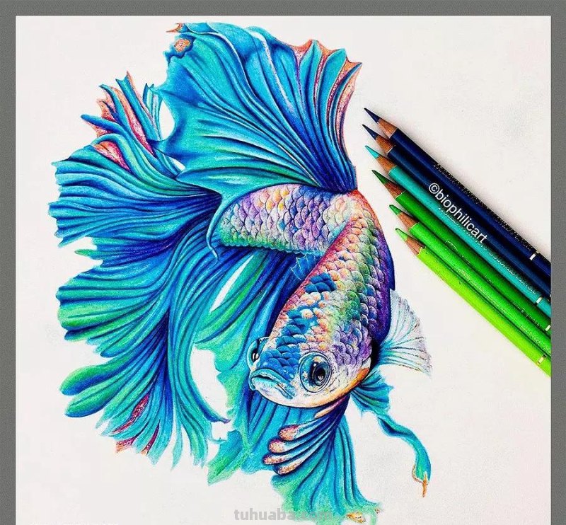 色彩丰富细腻的彩铅画欣赏
