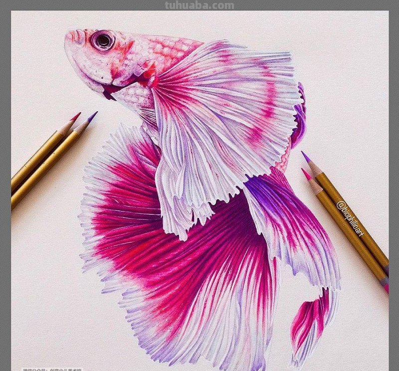 色彩丰富细腻的彩铅画欣赏