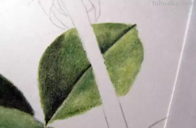 「俄」艺术家伊戈尔Levashov教你用彩铅画一朵玫瑰(详细图解) 「俄」艺术家伊戈尔Levashov教你用彩铅画一朵玫瑰(详细图解)