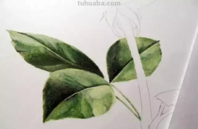 「俄」艺术家伊戈尔Levashov教你用彩铅画一朵玫瑰(详细图解) 「俄」艺术家伊戈尔Levashov教你用彩铅画一朵玫瑰(详细图解)
