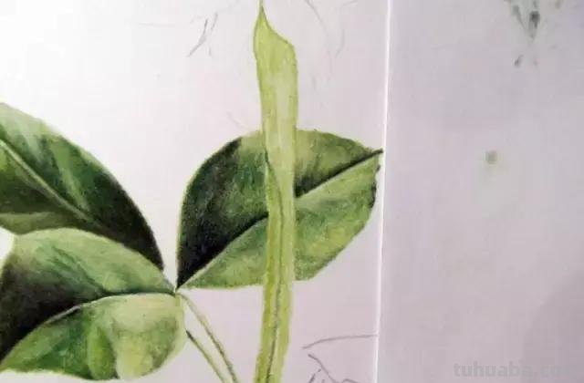 「俄」艺术家伊戈尔Levashov教你用彩铅画一朵玫瑰(详细图解) 「俄」艺术家伊戈尔Levashov教你用彩铅画一朵玫瑰(详细图解)