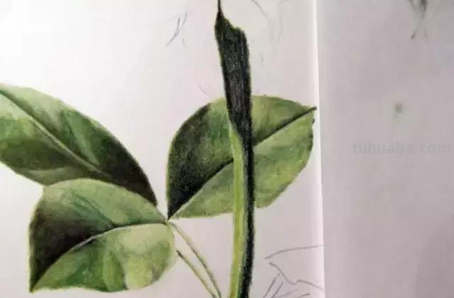 「俄」艺术家伊戈尔Levashov教你用彩铅画一朵玫瑰(详细图解) 「俄」艺术家伊戈尔Levashov教你用彩铅画一朵玫瑰(详细图解)