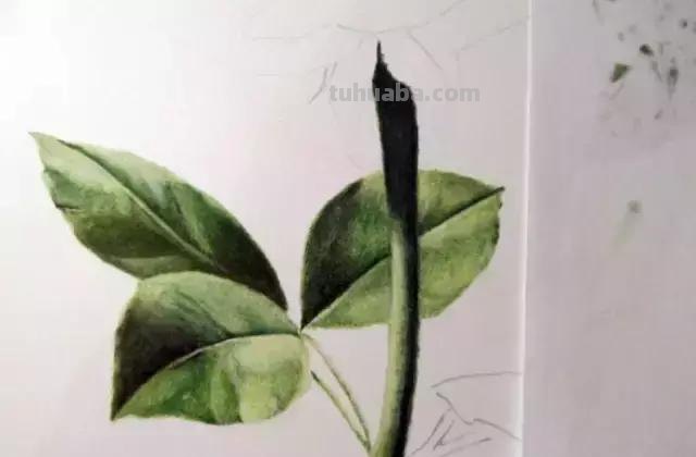 「俄」艺术家伊戈尔Levashov教你用彩铅画一朵玫瑰(详细图解) 「俄」艺术家伊戈尔Levashov教你用彩铅画一朵玫瑰(详细图解)