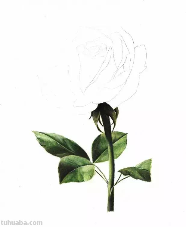 「俄」艺术家伊戈尔Levashov教你用彩铅画一朵玫瑰(详细图解) 「俄」艺术家伊戈尔Levashov教你用彩铅画一朵玫瑰(详细图解)