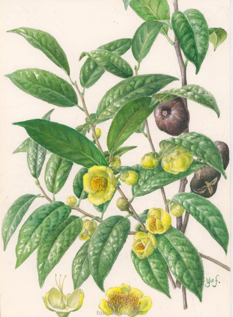 全国不到10个！绘画界的「大熊猫」带你给天河“上色”