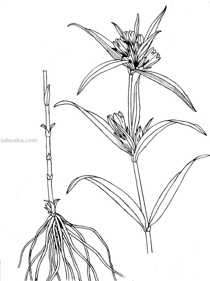 全国不到10个！绘画界的「大熊猫」带你给天河“上色”