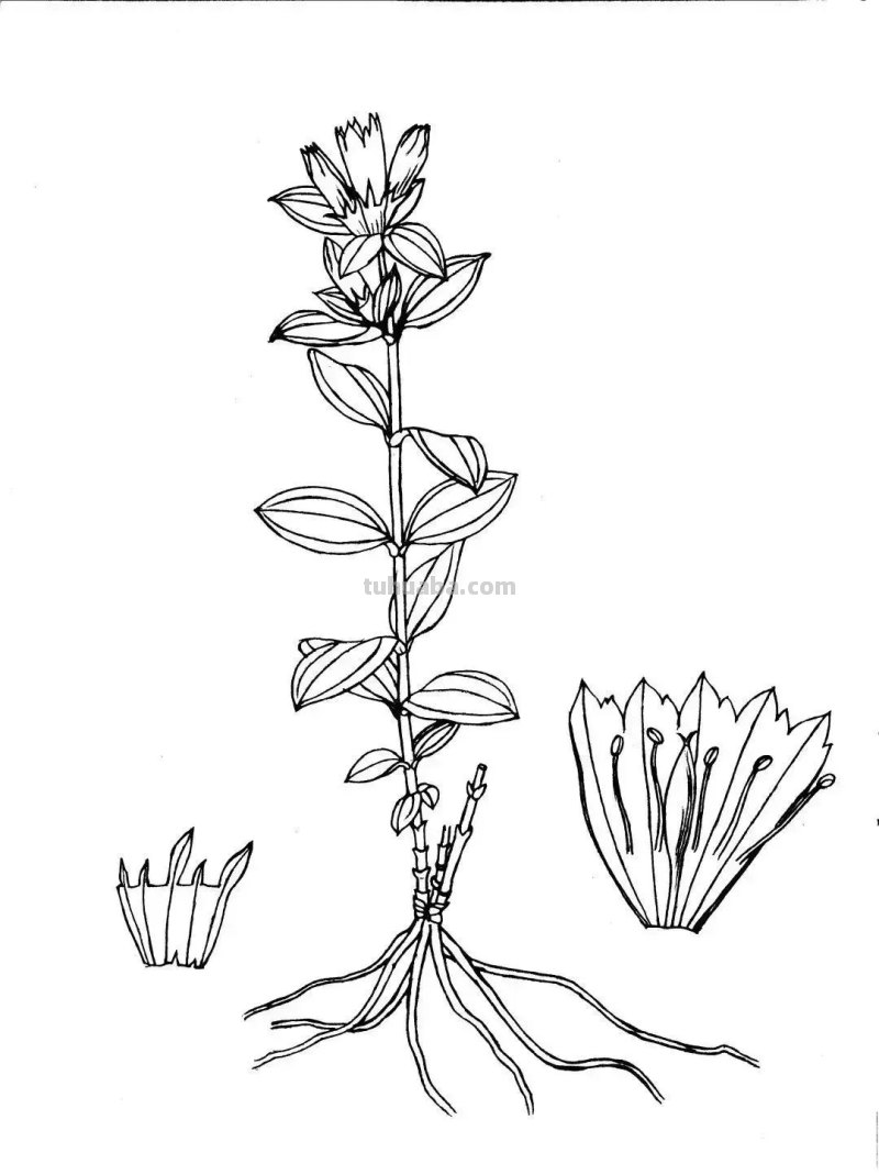 全国不到10个！绘画界的「大熊猫」带你给天河“上色”