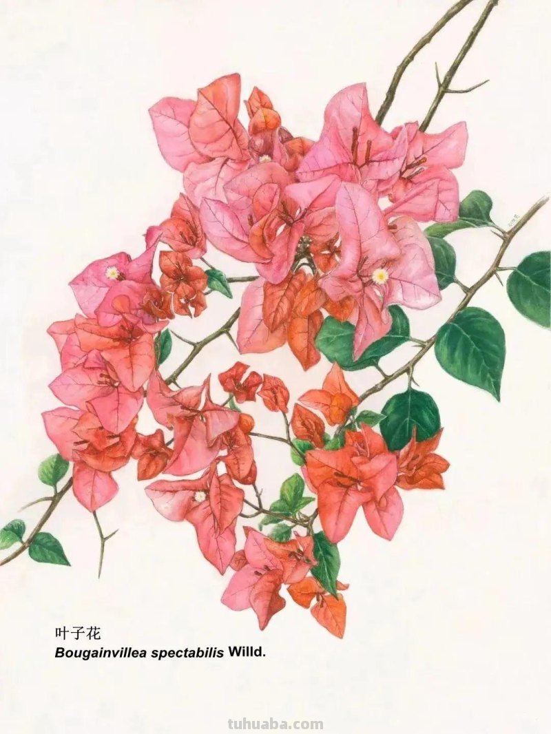 全国不到10个！绘画界的「大熊猫」带你给天河“上色”