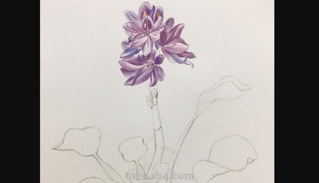 彩铅怎么画渐变花朵（彩铅怎么画渐变花朵图片）
