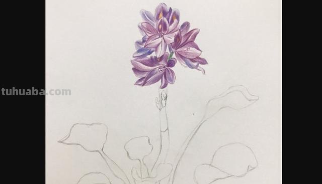 彩铅怎么画渐变花朵（彩铅怎么画渐变花朵图片）