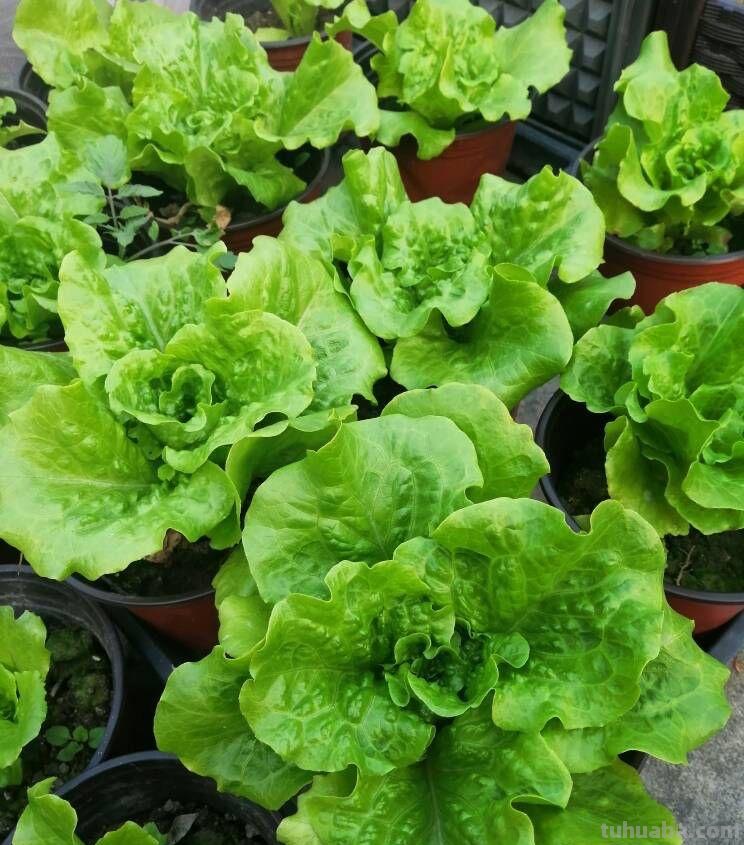 家庭种生菜，简单3步，长得茂盛壮实好看，叶子大绿油油吃不完