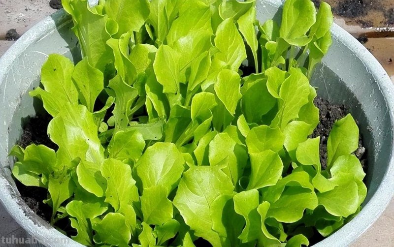 家庭种生菜，简单3步，长得茂盛壮实好看，叶子大绿油油吃不完