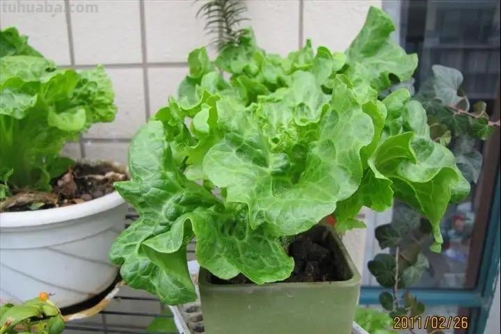 家庭种生菜，简单3步，长得茂盛壮实好看，叶子大绿油油吃不完