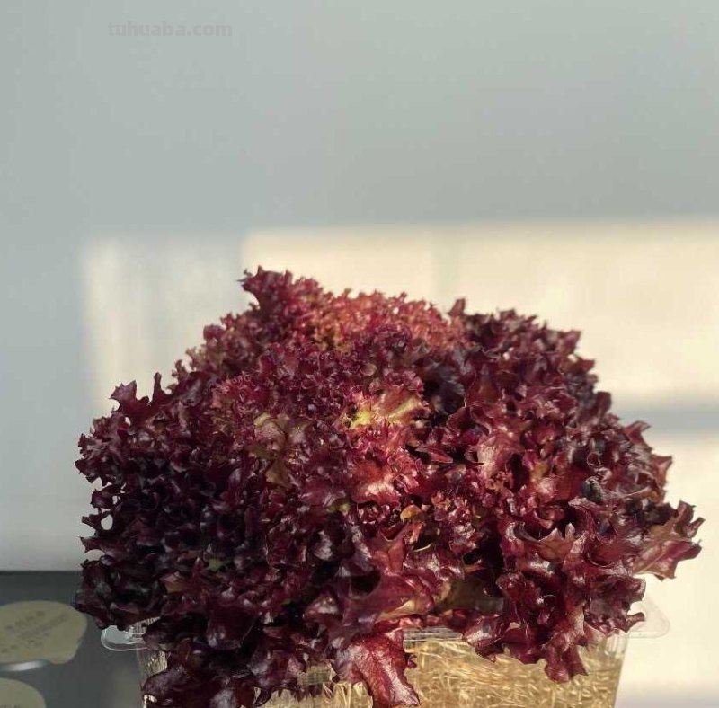 家庭种生菜，简单3步，长得茂盛壮实好看，叶子大绿油油吃不完