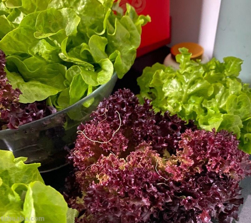 家庭种生菜，简单3步，长得茂盛壮实好看，叶子大绿油油吃不完