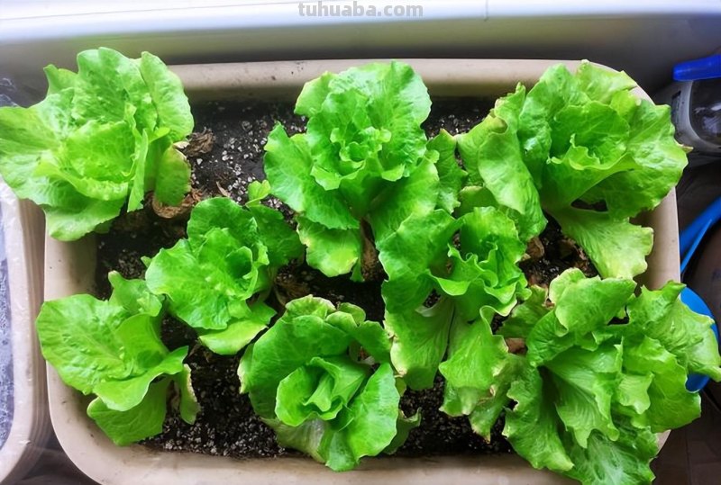 家庭种生菜，简单3步，长得茂盛壮实好看，叶子大绿油油吃不完