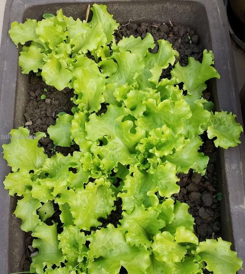 家庭种生菜，简单3步，长得茂盛壮实好看，叶子大绿油油吃不完