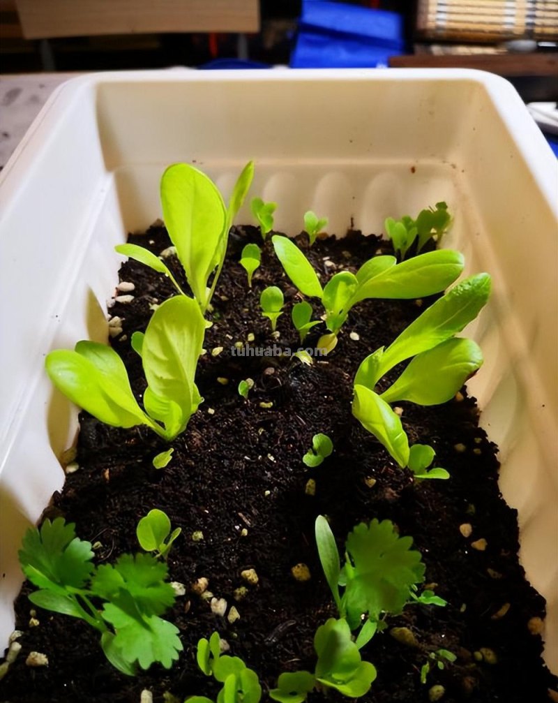 家庭种生菜，简单3步，长得茂盛壮实好看，叶子大绿油油吃不完