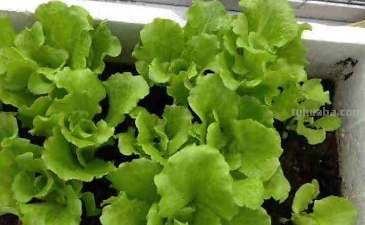 家庭种生菜，简单3步，长得茂盛壮实好看，叶子大绿油油吃不完