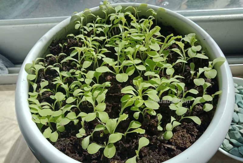 家庭种生菜，简单3步，长得茂盛壮实好看，叶子大绿油油吃不完
