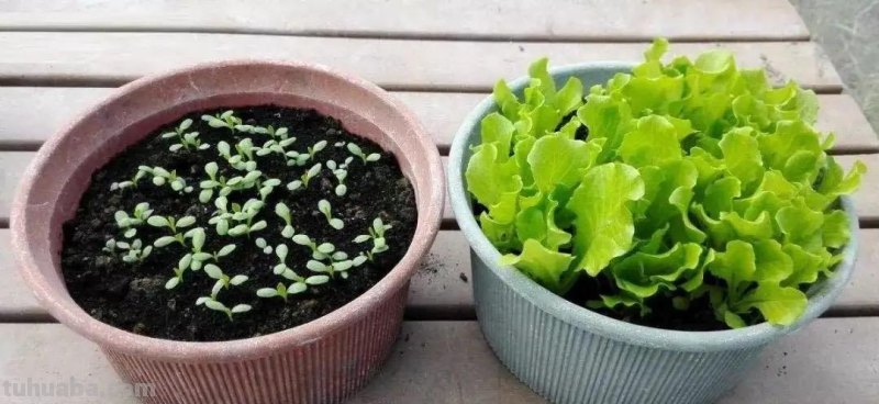 家庭种生菜，简单3步，长得茂盛壮实好看，叶子大绿油油吃不完