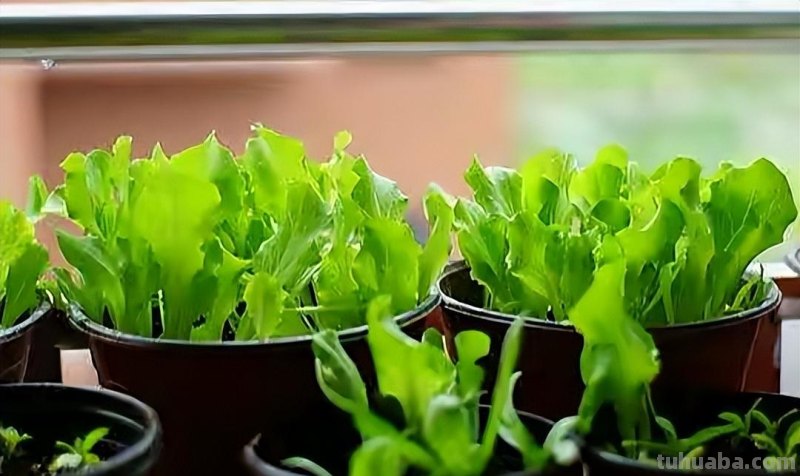 家庭种生菜，简单3步，长得茂盛壮实好看，叶子大绿油油吃不完