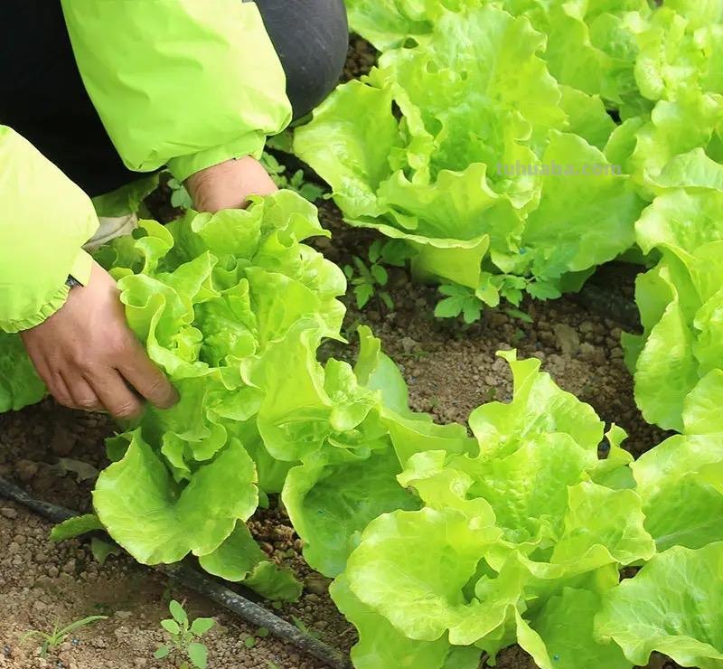 家庭种生菜，简单3步，长得茂盛壮实好看，叶子大绿油油吃不完