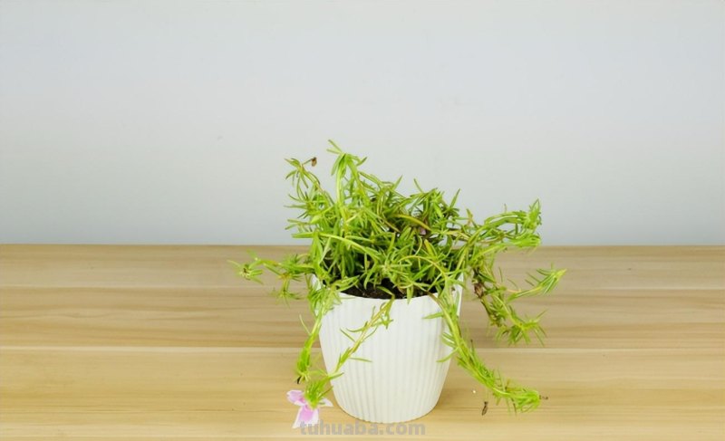 这5种植物在家种植，发芽率高，温度合适两三天出芽