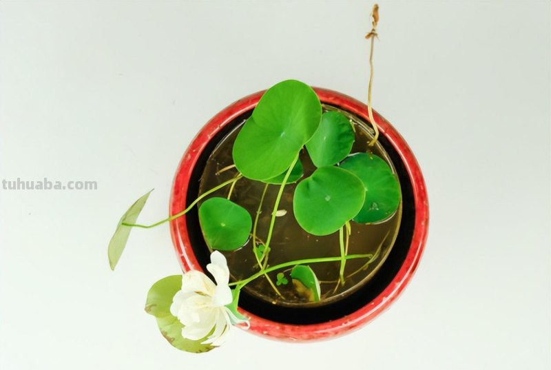 这5种植物在家种植，发芽率高，温度合适两三天出芽