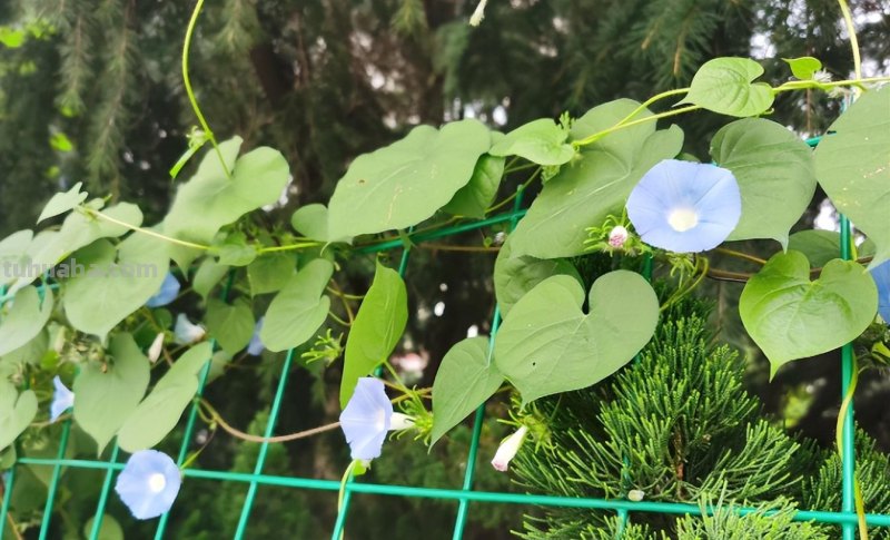 这5种植物在家种植，发芽率高，温度合适两三天出芽