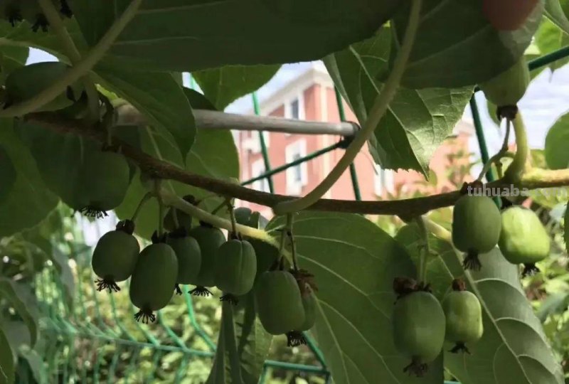 6种果树，最适合在家里养，一次结果20斤