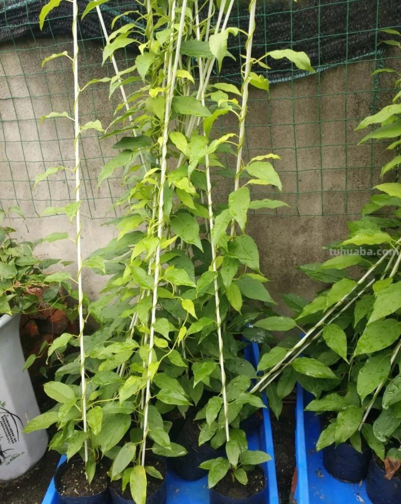 6种果树，最适合在家里养，一次结果20斤